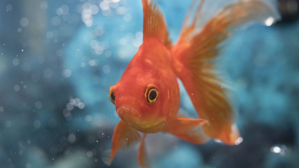 The Clash of TikTok YouTube Why You Shouldnt Eat Goldfish